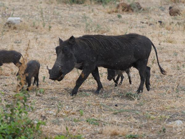 <h3><a href="/trips/tanzania/biota/animalia/chordata/mammalia/artiodactyla/suidae/phacochoerus africanus/phacochoerus africanus-nl.html">Phacochoerus&nbsp;africanus</a> / Common&nbsp;wart‑hog / Knobbelzwijn</h3>OM-1 Mark II met OLYMPUS M.150-400mm F4.5, 1/2000 sec  bij F4.5, ISO 2000, afstand 20.4&nbsp;m